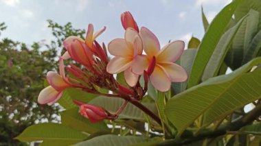 Pembe frangipaninin güzelliği