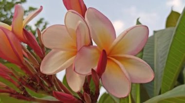 Pembe frangipaninin güzelliği