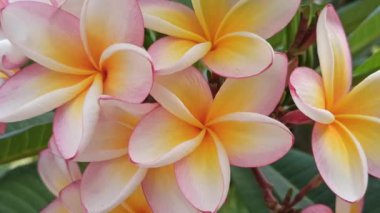 Pembe frangipaninin güzelliği