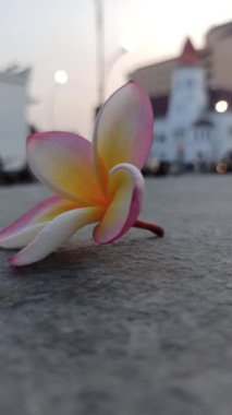 Pembe frangipaninin güzelliği