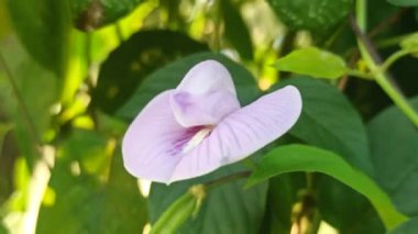 Bahçedeki kelebek çiçeği.