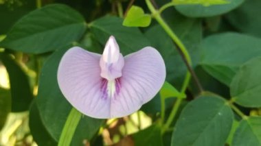 Bahçedeki kelebek çiçeği.