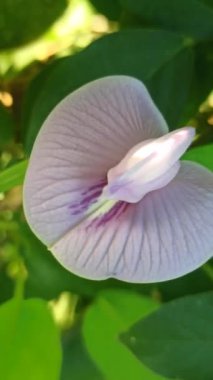 Bahçedeki kelebek çiçeği.