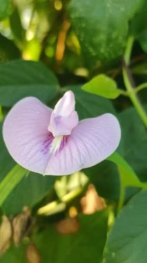 Bahçedeki kelebek çiçeği.