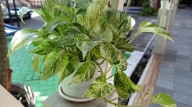 Güzel Bahçedeki Pothos