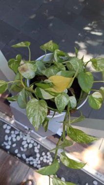 Güzel Bahçedeki Pothos