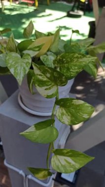 Güzel Bahçedeki Pothos