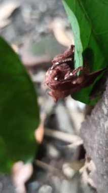 Bir canavar gibi güve