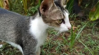 Bahçedeki sevimli kedi.