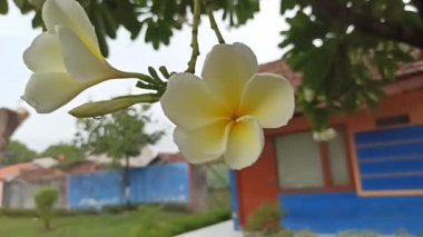 Bahçede güzel bir frangipani