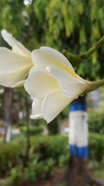 Bahçede güzel bir frangipani