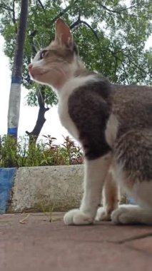 Bahçedeki sevimli kedi.