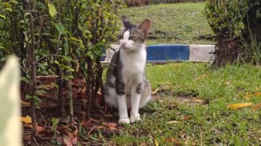 Bahçedeki sevimli kedi.