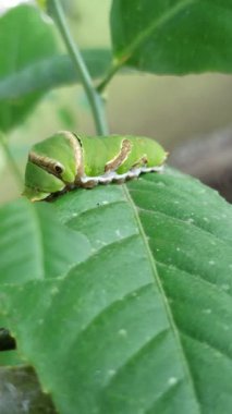 Bahçedeki yaprakların üzerinde yeşil tırtıl