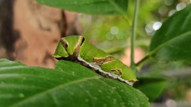 Bahçedeki yaprakların üzerinde yeşil tırtıl