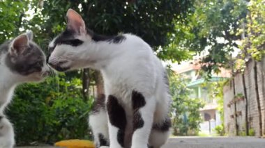 Bahçedeki sevimli kedi.
