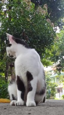 Bahçedeki sevimli kedi.