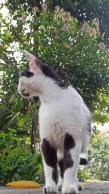 Bahçedeki sevimli kedi.