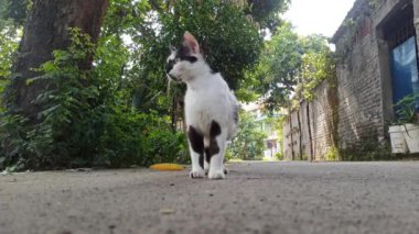 Bahçedeki sevimli kedi.