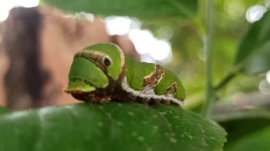 Bahçedeki yaprakların üzerinde yeşil tırtıl