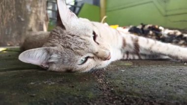 Bahçedeki sevimli kedi.