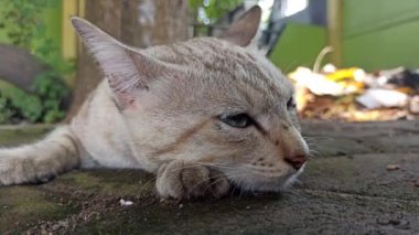 Bahçedeki sevimli kedi.