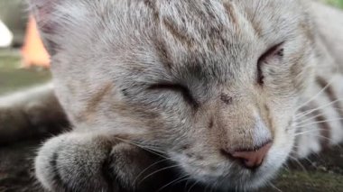 Bahçedeki sevimli kedi.