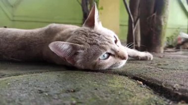 Bahçedeki sevimli kedi.