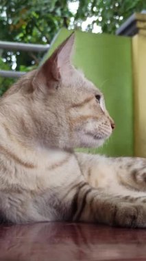 Bahçedeki sevimli kedi.