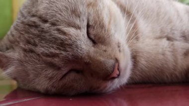 Bahçedeki sevimli kedi.
