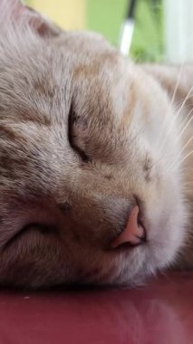 Bahçedeki sevimli kedi.