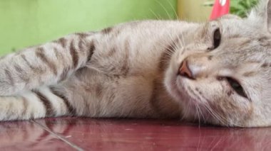 Bahçedeki sevimli kedi.