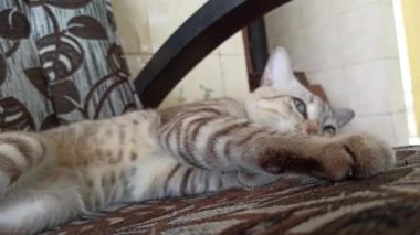Bahçedeki sevimli kedi.