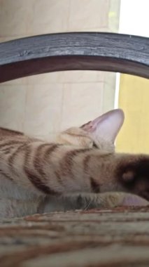 Bahçedeki sevimli kedi.