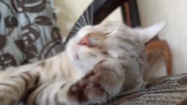 Bahçedeki sevimli kedi.