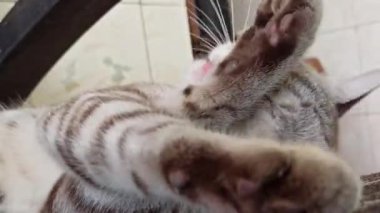 Bahçedeki sevimli kedi.