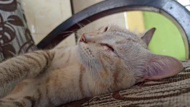 Bahçedeki sevimli kedi.