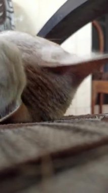 Bahçedeki sevimli kedi.