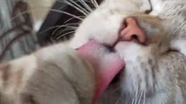 Bahçedeki sevimli kedi.