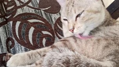 Bahçedeki sevimli kedi.