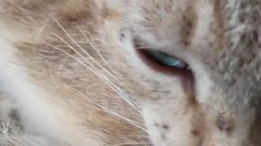 Bahçedeki sevimli kedi.