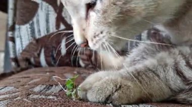Bahçedeki sevimli kedi.
