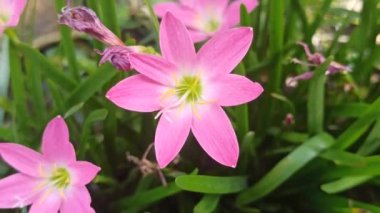 Pembe yağmur Bahçedeki zambak