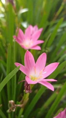 Pembe yağmur Bahçedeki zambak