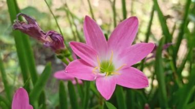 Pembe yağmur Bahçedeki zambak