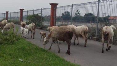 Çayırda keçi çiftliği