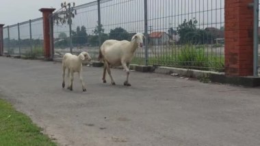 Çayırda keçi çiftliği