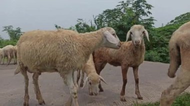 Çayırda keçi çiftliği