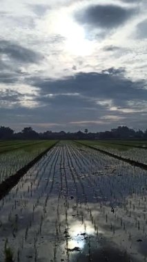 Tarlada çeltik yetiştiriciliği