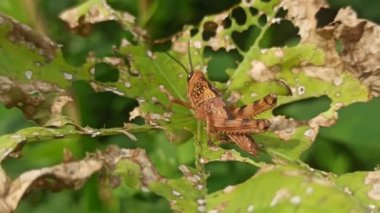 Bahçede yaprak üzerinde çekirge